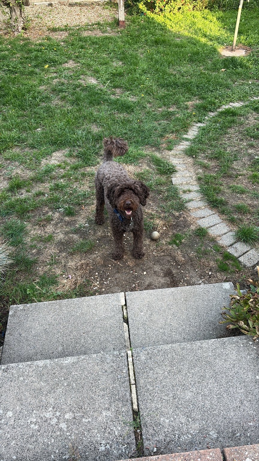 A happy dog outdoors